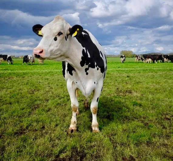 From Pasture to Blockchain: Brazil’s First Tokenized Cattle Loan on B3